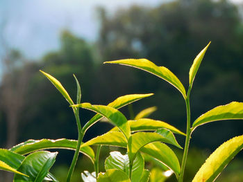 green