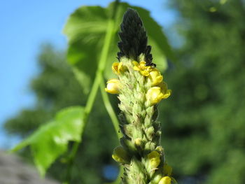 Close-up of yellow flowering plant