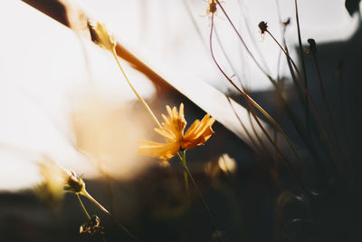Close-up of flowering plant