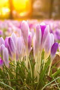 Close-up of purple crocus flowers on field