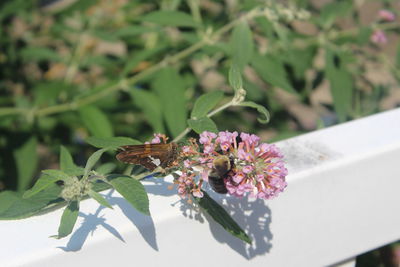 Close-up of butterfly on pink flower