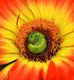 Extreme close-up of caterpillar on flower head 