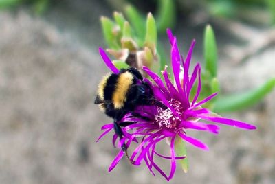 Close-up of bee pollinating on pink flower