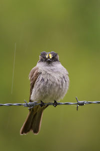 Close-up of bird perching on a fence