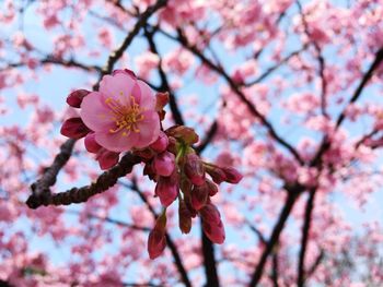 Close-up of pink cherry blossoms against sky