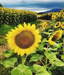 Close-up of sunflower blooming in field