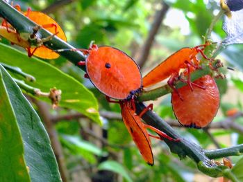 Close-up of orange fruit on tree