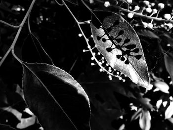 Close-up of dry leaves on tree during autumn