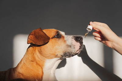 Close-up of hand holding dog