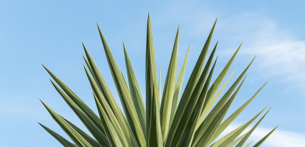 Low angle view of plant against blue sky