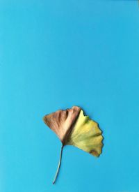 Close-up of yellow flower against blue background