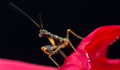 Close-up of mantis on red flower