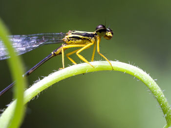 Close-up of insect on leaf