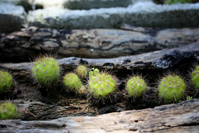 High angle view of cactus plant on field