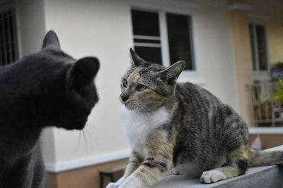 Close-up of a cat looking away