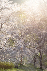 View of flower trees