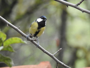 Great tit perching on tree