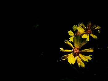 Close-up of yellow cosmos flowers against black background