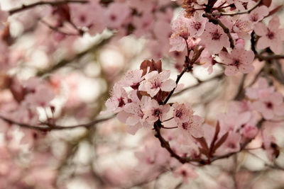 Close-up of cherry blossom