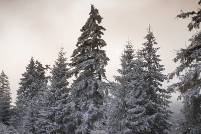 Low angle view of pine tree against sky during winter