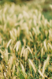 Close-up of crops on field