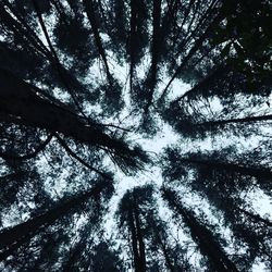 Low angle view of trees against sky