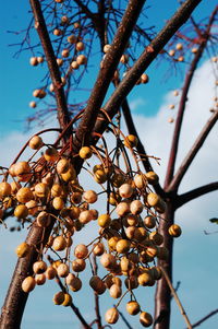 Low angle view of berries growing on tree