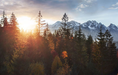 Majestic landscape with forest at spring time. scenery background.