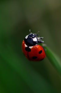 Close-up of ladybug on leaf