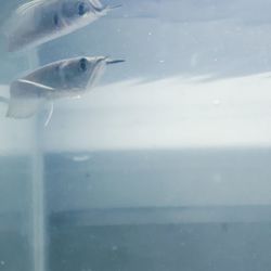Close-up of fish swimming in sea