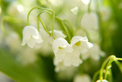 Close-up of white flowering plant