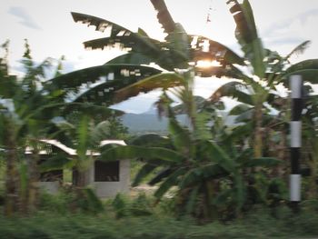 Plants and trees against sky