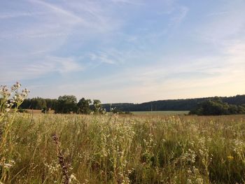 Crops growing on field against sky