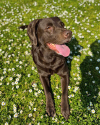 Portrait of dog standing on grass