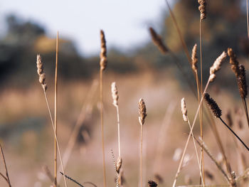 Close-up of dried plant on field