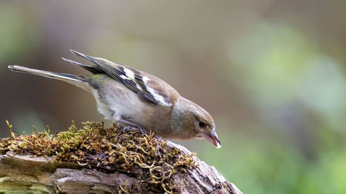 Close-up of bird perching on wood