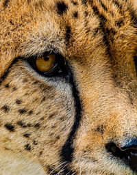 Close-up portrait of a cat