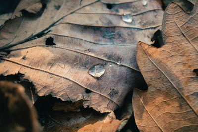 High angle view of dried leaves on wood