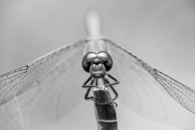 Close-up of dragonfly on metal against sky