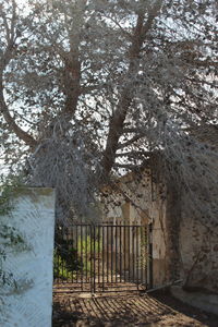 Trees by building