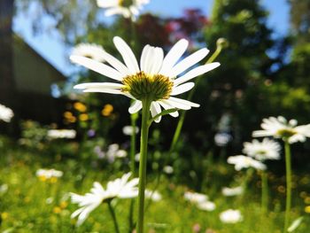 Close-up of white daisy flower