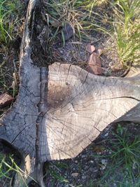 High angle view of log in forest