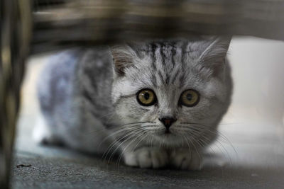 Close-up portrait of tabby kitten