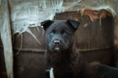 Close-up portrait of dog looking at camera