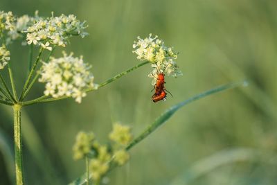 Red soldier beetle 