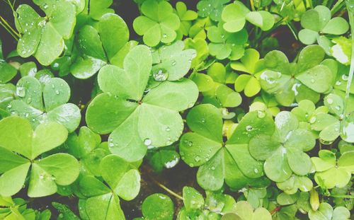 Dew on clovers