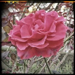 Close-up of pink flowers