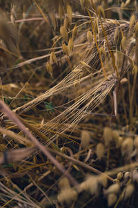 Close-up of wheat growing on field