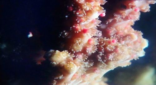 Close-up of jellyfish in sea