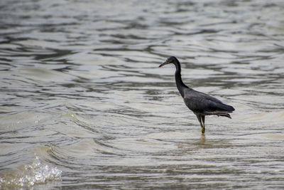 Bird flying over sea